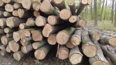 Kereste hasadından sonra ormanda istiflenmiş kütükler. Bahar ormanında ağaç gövdeleri istiflendikten sonra yakın plan görüntüsü. Kütüklerin kesik yüzeyleri net bir şekilde görülebiliyor, bazıları işlem ve ulaşım için kırmızı ile işaretlenmiş..