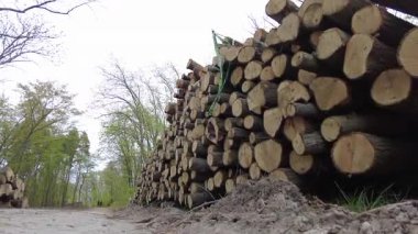 Kereste hasadından sonra ormanda istiflenmiş kütükler. Bahar ormanında ağaç gövdeleri istiflendikten sonra yakın plan görüntüsü. Kütüklerin kesik yüzeyleri net bir şekilde görülebiliyor, bazıları işlem ve ulaşım için kırmızı ile işaretlenmiş..