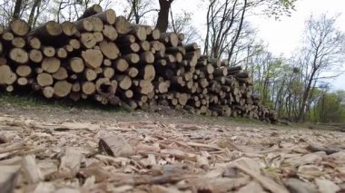 Kereste hasadından sonra ormanda istiflenmiş kütükler. Bahar ormanında ağaç gövdeleri istiflendikten sonra yakın plan görüntüsü. Kütüklerin kesik yüzeyleri net bir şekilde görülebiliyor, bazıları işlem ve ulaşım için kırmızı ile işaretlenmiş.. 