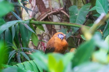 Zlin, Çek Cumhuriyeti - 15 Şubat 2025: Hayvanat bahçesindeki hayvanlar. Kuşlar kuşhanede..