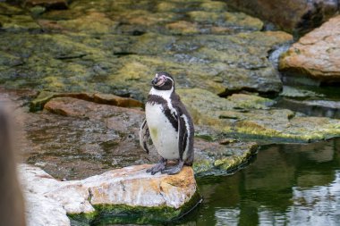 Zlin, Çek Cumhuriyeti - 15 Şubat 2025: Hayvanat bahçesindeki hayvanlar. Hayvanat bahçesindeki penguenler.