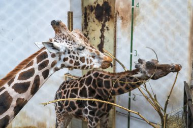 Zlin, Çek Cumhuriyeti - 15 Şubat 2025: Hayvanat bahçesindeki hayvanlar. Genç bir zürafa kapalı bir hayvanat bahçesinin içinde boy ölçme ölçeğinin yanında duruyor. Hayvan, metal bir besleyiciye yerleştirilmiş saman ve dallarla besleniyor. Etrafında beyaz duvarlar var.,