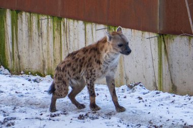 Zlin, Çek Cumhuriyeti - 15 Şubat 2025: Hayvanat bahçesindeki hayvanlar. Görülen sırtlan (Crocuta crocuta) karlı bir zeminde bir hayvanat bahçesi çevresinde yürüyor. Bu Afrika yırtıcısının kışı geçirdiği nadir bir manzara, hayvanla hayvan arasındaki zıtlığı vurguluyor. 