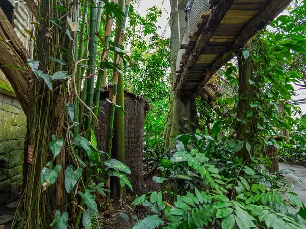 Zlin, Çek Cumhuriyeti - 15 Şubat 2025: Hayvanat bahçesindeki hayvanlar. Tropiklerin Pavyonu. Tropik bitkiler. Tahta köprü