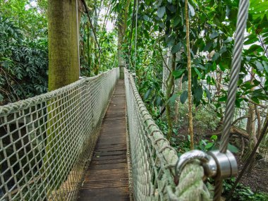 Zlin, Çek Cumhuriyeti - 15 Şubat 2025: Hayvanat bahçesindeki hayvanlar. Tropiklerin Pavyonu. Tropik bitkiler. Tahta köprü