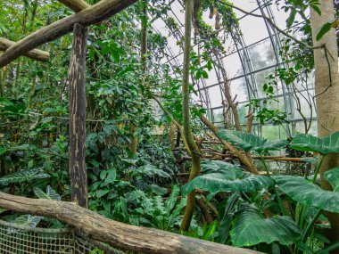 Zlin, Çek Cumhuriyeti - 15 Şubat 2025: Hayvanat bahçesindeki hayvanlar. Tropiklerin Pavyonu. Tropik bitkiler. Tahta köprü