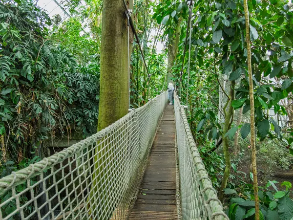 Zlin, Çek Cumhuriyeti - 15 Şubat 2025: Hayvanat bahçesindeki hayvanlar. Tropiklerin Pavyonu. Tropik bitkiler. Tahta köprü