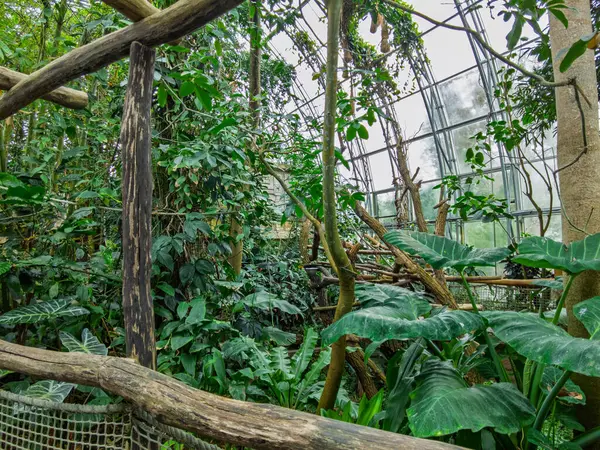 Zlin, Çek Cumhuriyeti - 15 Şubat 2025: Hayvanat bahçesindeki hayvanlar. Tropiklerin Pavyonu. Tropik bitkiler. Tahta köprü