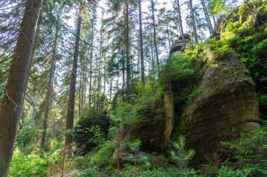 Adrspach, Çek Cumhuriyeti - 20.07.2025: Piskovna Gölü 'ndeki Adrspach-Teplice Kayaları manzarası. Orman ve kayalar.