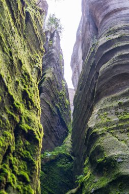 Adrspach, Çek Cumhuriyeti - 20.07.2025: Piskovna Gölü 'ndeki Adrspach-Teplice Kayaları manzarası. Orman ve kayalar.