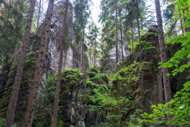 Adrspach, Çek Cumhuriyeti - 20.07.2025: Piskovna Gölü 'ndeki Adrspach-Teplice Kayaları manzarası. Orman ve kayalar.