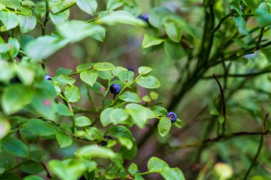 Adrspach, Çek Cumhuriyeti - 20.07.2025: Piskovna Gölü 'ndeki Adrspach-Teplice Kayaları manzarası. Orman ve kayalar. Ormanda yabanmersini çalıları