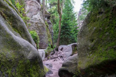 Adrspach, Çek Cumhuriyeti - 20.07.2025: Piskovna Gölü 'ndeki Adrspach-Teplice Kayaları manzarası. Orman ve kayalar.