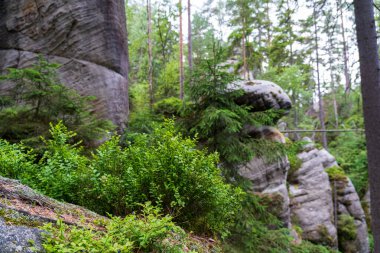 Adrspach, Çek Cumhuriyeti - 20.07.2025: Piskovna Gölü 'ndeki Adrspach-Teplice Kayaları manzarası. Orman ve kayalar.