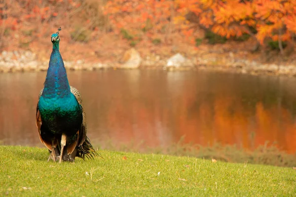 Peacock Tavon Ősszel Város Dnipro Ukrajnában Egy Városi Park Madarakkal — Stock Fotó