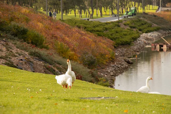 Los Gansos Blancos Caminan Los Parques Estanque Dniéper Ucrania Otoño — Foto de Stock
