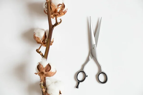 Hairdressing scissors lie on a white background next to a dry cotton branch, a hairdressers tool