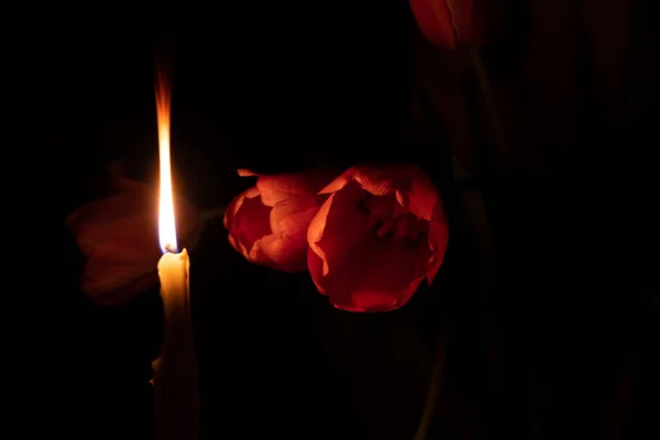 Plamen Svíčky Růžové Tulipány Tmě Svátek Kultura Náboženství — Stock fotografie