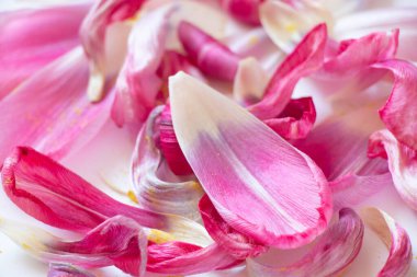 Beyaz arka planda solmuş laleler, eski bir buket çiçek.