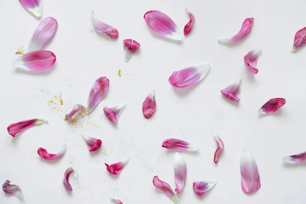 stock image Withered tulips on a white background close-up, an old bouquet of flowers