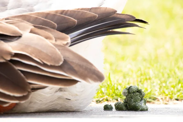 Uccelli Escrementi Anatra Domestica Una Fattoria Escrementi Naturali Uccelli Organici — Foto Stock