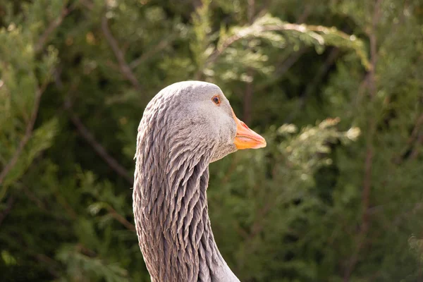 Gray Domestic Goose Parks Sun Ukraine Spring Bird Nature — Stock Photo, Image