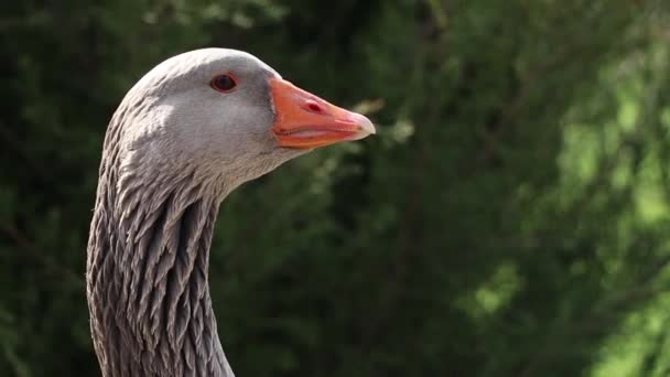在乌克兰公园的阳光下 一只灰色的家鹅 一只小鸟 — 图库视频影像
