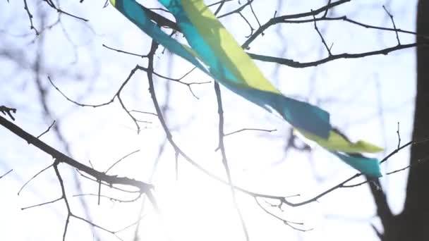 Флаг Украины Виде Ленты Складывается Дереве Привязанном Ветке Против Неба — стоковое видео