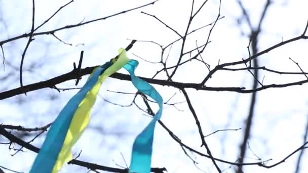 Drapeau Ukraine Forme Ruban Développe Sur Arbre Attaché Une Branche — Video