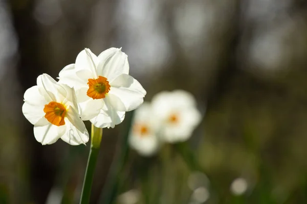 Daffodils Primavera Sol Nos Parques Cidade Dnipro Ucrânia — Fotografia de Stock