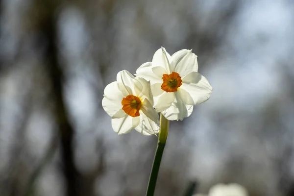 Daffodils Primavera Sol Nos Parques Cidade Dnipro Ucrânia — Fotografia de Stock
