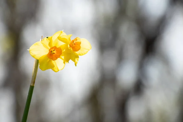 Påskliljor Våren Solen Parkerna Staden Dnipro Ukraina — Stockfoto