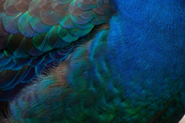 Federn Und Flügel Eines Pfaus Als Hintergrund Pfauenvogel — Stockfoto