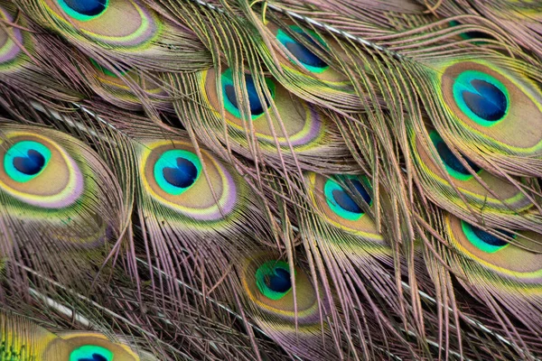 孔雀的羽毛和翅膀作为背景 — 图库照片