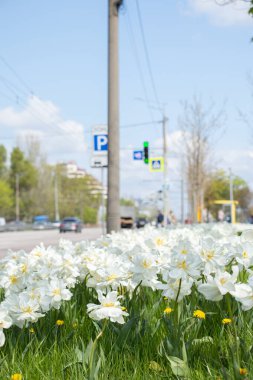 Ukrayna 'nın Dnipro şehrinde beyaz laleler