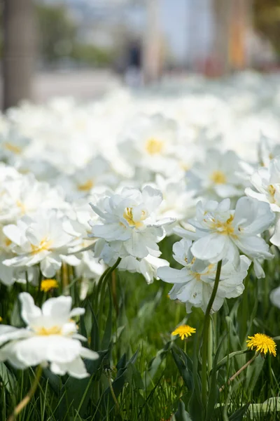 Weiße Tulpen Der Ukrainischen Stadt Dnipro — Stockfoto