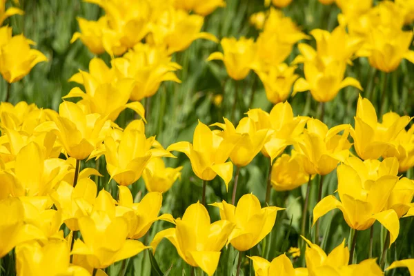Yellow Tulips City Dnipro Ukraine Spring — Stock Photo, Image