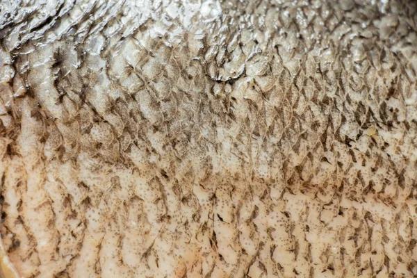 Raw Piece Silver Carp Background Peeled Closeup — Stock Photo, Image