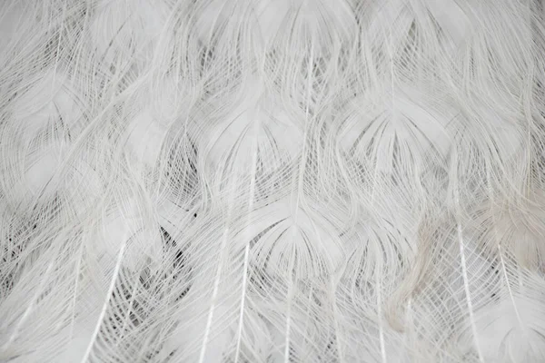 白色孔雀为背景特写 白色羽毛 — 图库照片