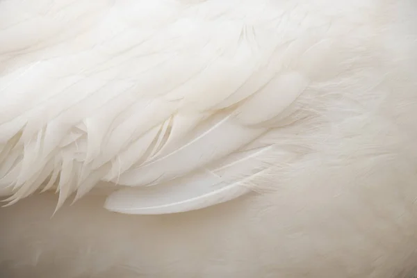 Vit Påfågel Som Bakgrund Närbild Vita Fjädrar — Stockfoto