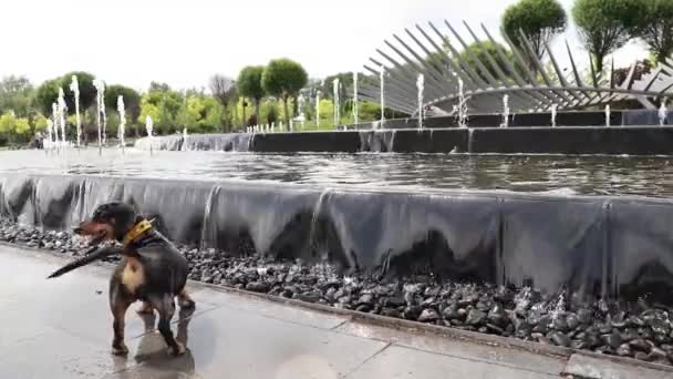Dachshund Pies Biegnie Fontannie Miasta Lecie Parkach Dnieprze Ukrainie Pies — Wideo stockowe