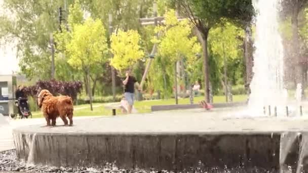 스페인은 여름에 우크라이나 드네프르 공원에 분수에 — 비디오