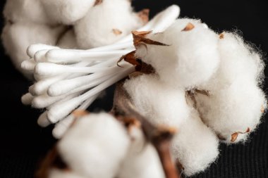 Siyah arka planda kulak pamuğu tomurcukları ve yakın planda pamuk dalları