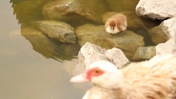 Küçük Ördek Kuşu Annesi Ukrayna Daki Parklarda Suya Daldı — Stok video