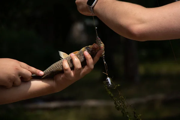 Carpa Crucian Travado Nas Mãos Pescador Pesca Verão Peixe Pescador — Fotografia de Stock