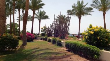 Mısır 'da otelin bölgesindeki bahçede palmiye ağaçları ve çiçek yatakları ve yazın güneşte Sharm el-Sheikh' te.
