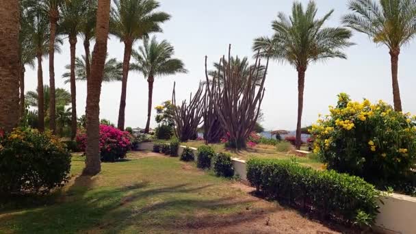 Пальмы Клумбы Саду Территории Отеля Египте Шарм Шейхе Летом Солнце — стоковое видео