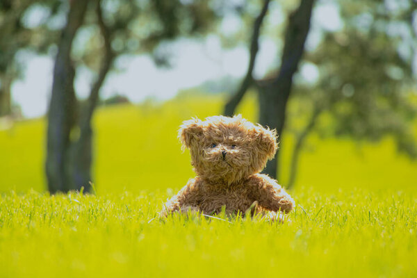 Teddy bears sit on the grass in a field under the sun in Ukraine in summer