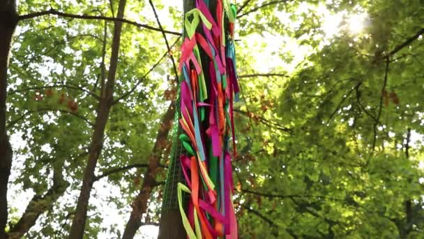 Multi Colored Ribbons Background Tied Tree Parks Summer Sun Colorful — Stock Video
