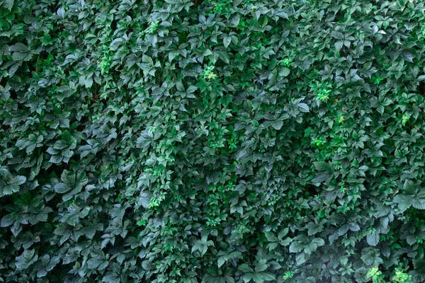 Wilde Weidentrauben Grün Als Hintergrund Sommer Park — Stockfoto